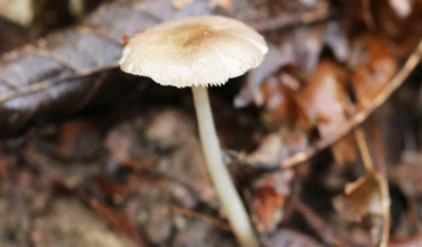 Türkiye 3 coğrafyada ev sahipliği yapıyor! Yeni tür keşfedildi