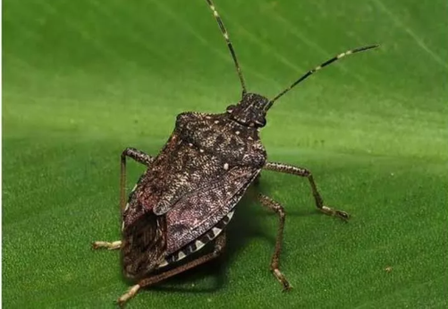 Foto - Türkiye 30 bin samuray arı üretmek için harekete geçti! Sebebi şok etti