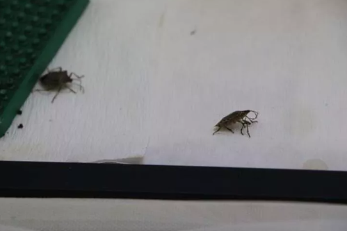 Foto - Türkiye 30 bin samuray arı üretmek için harekete geçti! Sebebi şok etti