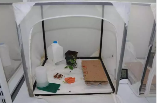 Foto - Türkiye 30 bin samuray arı üretmek için harekete geçti! Sebebi şok etti