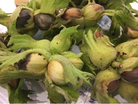 Foto - Türkiye 30 bin samuray arı üretmek için harekete geçti! Sebebi şok etti