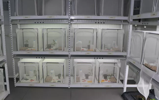 Foto - Türkiye 30 bin samuray arı üretmek için harekete geçti! Sebebi şok etti