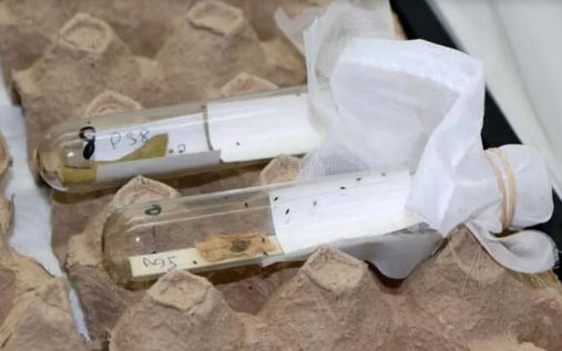 Foto - Türkiye 30 bin samuray arı üretmek için harekete geçti! Sebebi şok etti