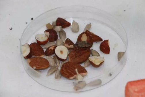 Foto - Türkiye 30 bin samuray arı üretmek için harekete geçti! Sebebi şok etti