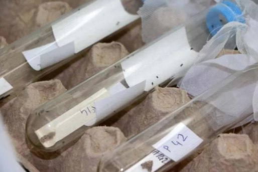 Foto - Türkiye 30 bin samuray arı üretmek için harekete geçti! Sebebi şok etti