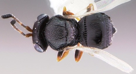 Foto - Türkiye 30 bin samuray arı üretmek için harekete geçti! Sebebi şok etti