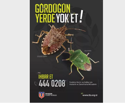 Foto - Türkiye 30 bin samuray arı üretmek için harekete geçti! Sebebi şok etti