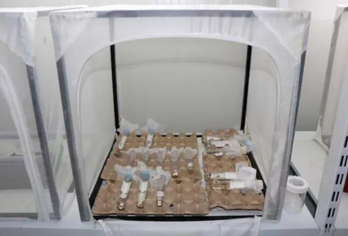 Foto - Türkiye 30 bin samuray arı üretmek için harekete geçti! Sebebi şok etti