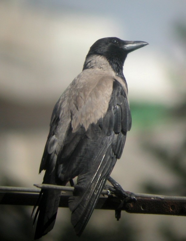 Foto - Türkiye bu olayı konuşuyor! Karga insana ait iki parmak bırakıp gitti