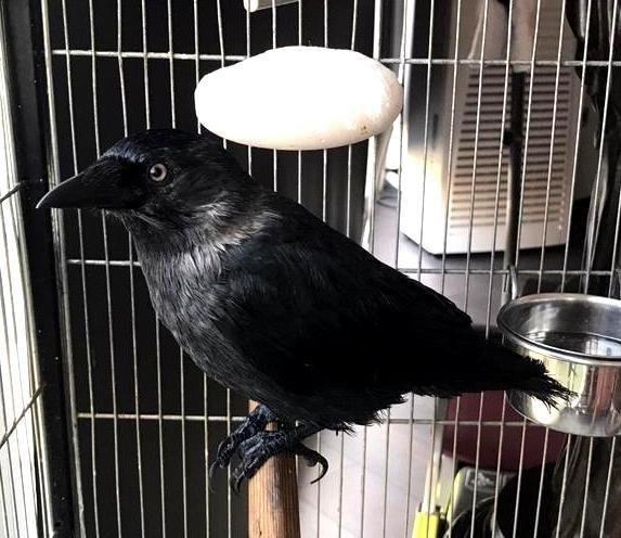 Foto - Türkiye bu olayı konuşuyor! Karga insana ait iki parmak bırakıp gitti