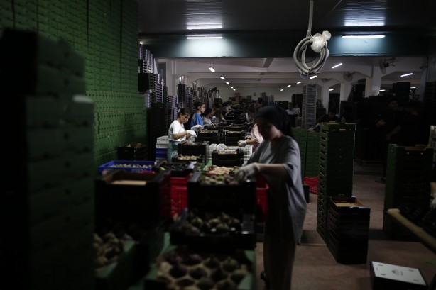 Foto - Türkiye bu yıl o meyveye doyacak