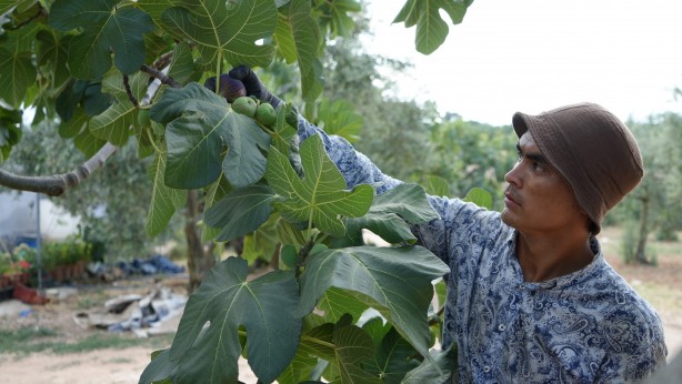 Türkiye bu yıl o meyveye doyacak