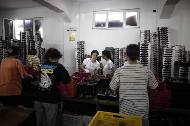 Foto - Türkiye bu yıl o meyveye doyacak