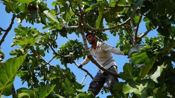 Foto - Türkiye bu yıl o meyveye doyacak