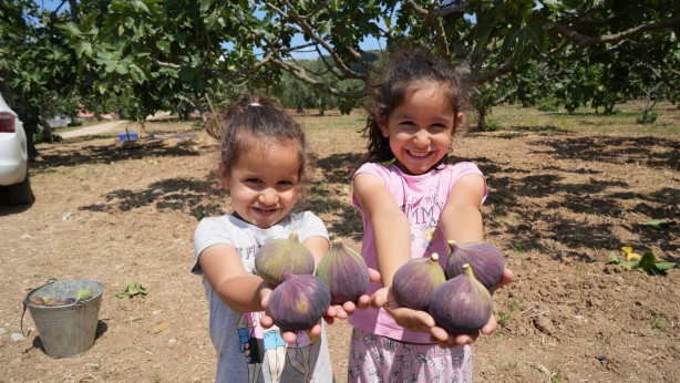 Foto - Türkiye bu yıl o meyveye doyacak