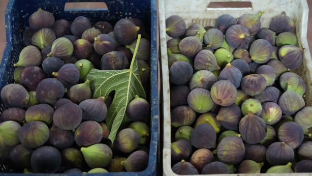 Foto - Türkiye bu yıl o meyveye doyacak
