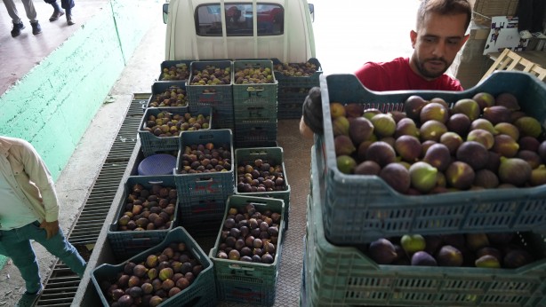 Foto - Türkiye bu yıl o meyveye doyacak