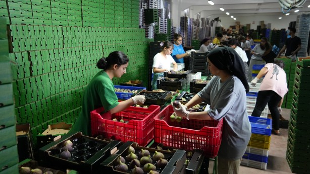 Foto - Türkiye bu yıl o meyveye doyacak