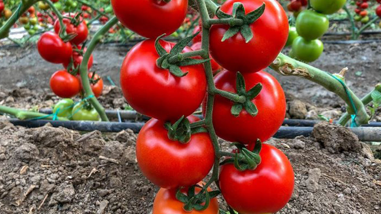 Foto - Türkiye büyük bir saldırının hedefinde! Mersin'de tespit edildi