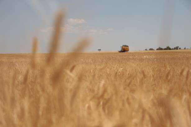 Foto - Türkiye gıda krizi yaşar mı? Un, bulgur, makarna ve ayçiçek yağı...