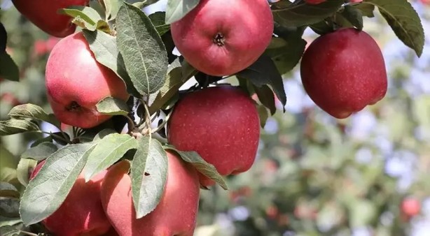 Foto - Türkiye için büyük tehlike artık ortada! Hindistan parayı ödemedi, Mısır için düğmeye basıldı