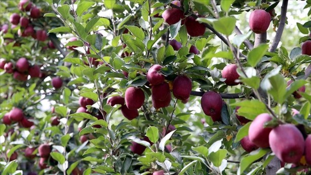 Foto - Türkiye için büyük tehlike artık ortada! Hindistan parayı ödemedi, Mısır için düğmeye basıldı