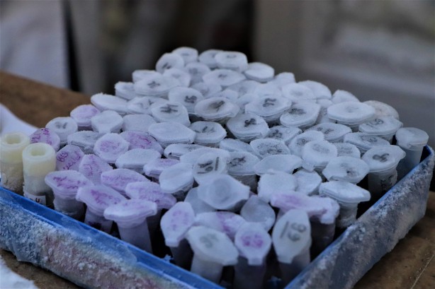 Foto - Türkiye için çok önemli bir koleksiyon... Bir bir ve bu kez olacak...