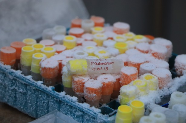 Foto - Türkiye için çok önemli bir koleksiyon... Bir bir ve bu kez olacak...