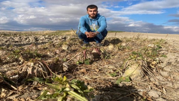 Foto - Türkiye için servet değerinde! Geçen yıl kimse tenezzül edip ekmemişti... Şimdi topraktan adeta fışkırdı