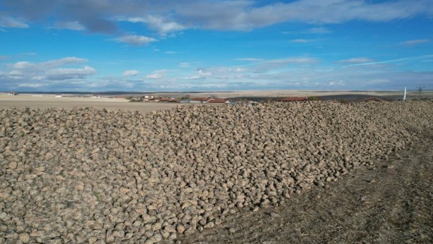 Türkiye için servet değerinde! Geçen yıl kimse tenezzül edip ekmemişti... Şimdi topraktan adeta fışkırdı
