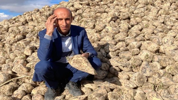 Foto - Türkiye için servet değerinde! Geçen yıl kimse tenezzül edip ekmemişti... Şimdi topraktan adeta fışkırdı