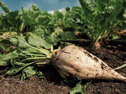 Foto - Türkiye için servet değerinde! Geçen yıl kimse tenezzül edip ekmemişti... Şimdi topraktan adeta fışkırdı