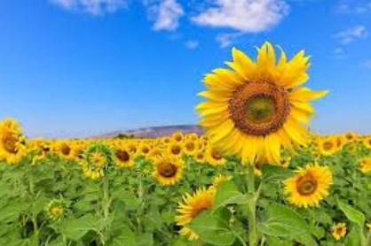 Foto - Türkiye nefesini tuttu! Ayçiçek yağı için tarihi bir adım atılıyor