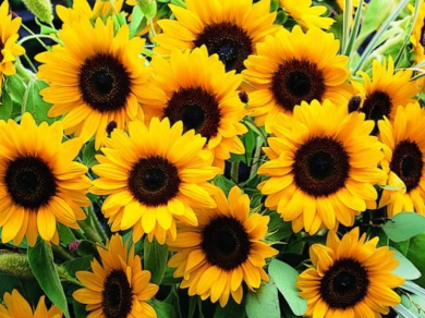 Foto - Türkiye nefesini tuttu! Ayçiçek yağı için tarihi bir adım atılıyor