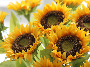 Foto - Türkiye nefesini tuttu! Ayçiçek yağı için tarihi bir adım atılıyor