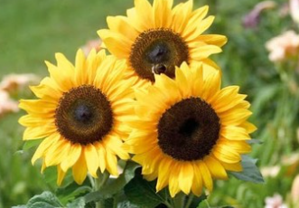 Foto - Türkiye nefesini tuttu! Ayçiçek yağı için tarihi bir adım atılıyor