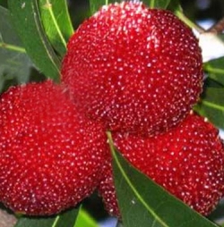 Foto - Türkiye o meyvenin kıymetini bilmedi! Çinliler kapış kapış alıyor! Şok etti