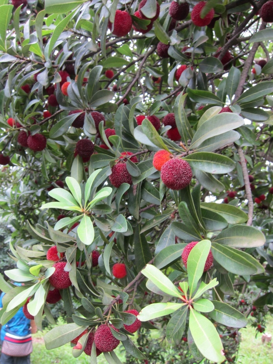 Foto - Türkiye o meyvenin kıymetini bilmedi! Çinliler kapış kapış alıyor! Şok etti