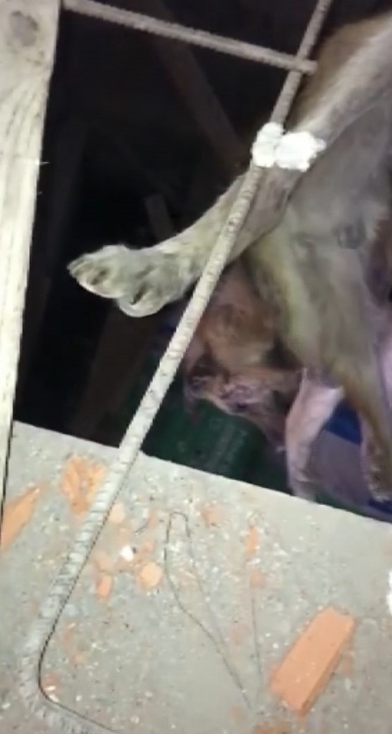 Foto - Türkiye onu konuşuyor! Talihsiz köpeğin başına öyle şeyler geldi ki...
