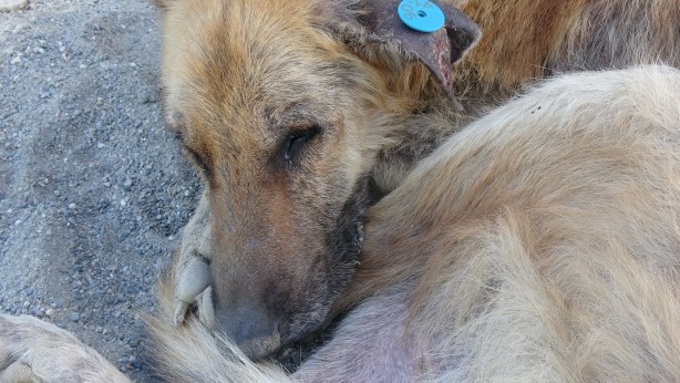 Foto - Türkiye onu konuşuyor! Talihsiz köpeğin başına öyle şeyler geldi ki...