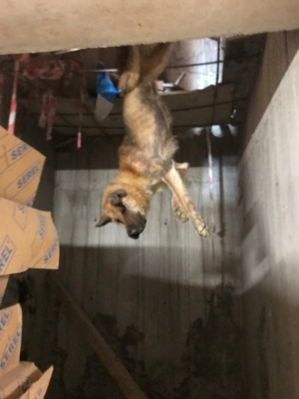 Foto - Türkiye onu konuşuyor! Talihsiz köpeğin başına öyle şeyler geldi ki...