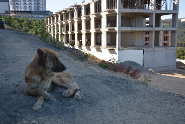 Foto - Türkiye onu konuşuyor! Talihsiz köpeğin başına öyle şeyler geldi ki...