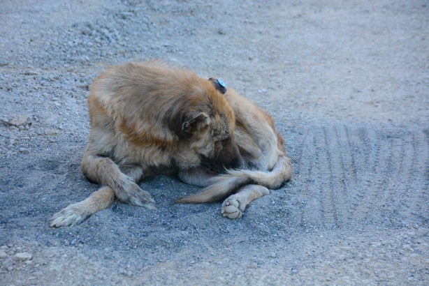 Foto - Türkiye onu konuşuyor! Talihsiz köpeğin başına öyle şeyler geldi ki...