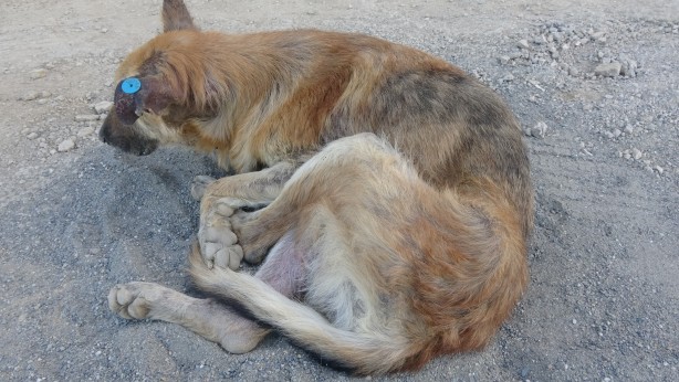 Foto - Türkiye onu konuşuyor! Talihsiz köpeğin başına öyle şeyler geldi ki...