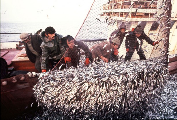 Foto - Türkiye rekor kırdı! Bu yıl hedef 575 bin ton yetiştiricilik!