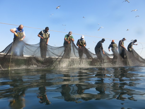 Foto - Türkiye rekor kırdı! Bu yıl hedef 575 bin ton yetiştiricilik!