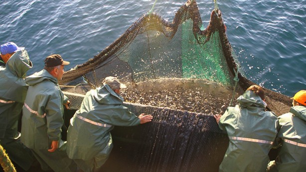Foto - Türkiye rekor kırdı! Bu yıl hedef 575 bin ton yetiştiricilik!