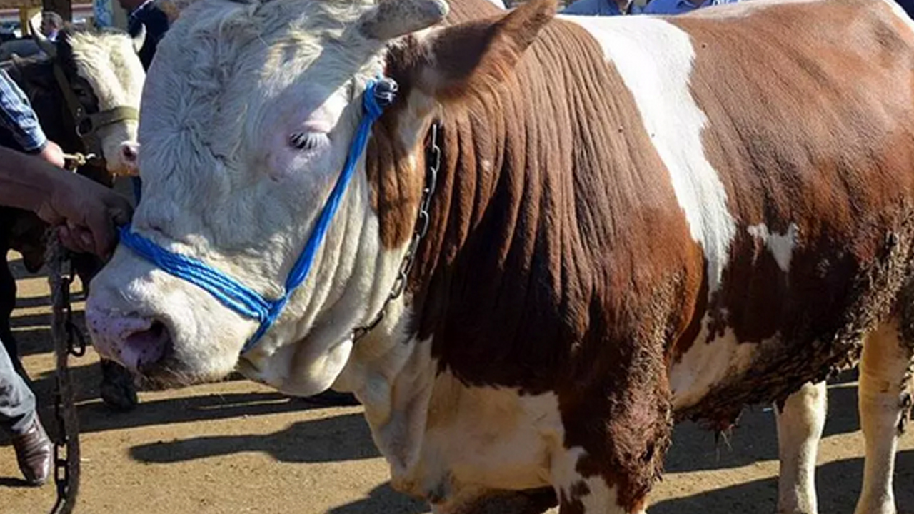 Foto - Türkiye tüm Avrupa ülkelerini solladı! İspanya, Fransa, Yunanistan geride kaldı...