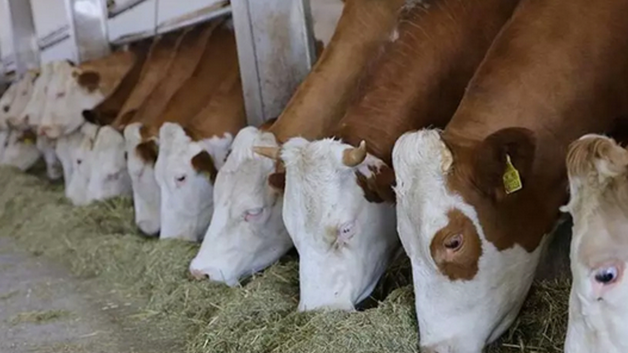 Türkiye tüm Avrupa ülkelerini solladı! İspanya, Fransa, Yunanistan geride kaldı...
