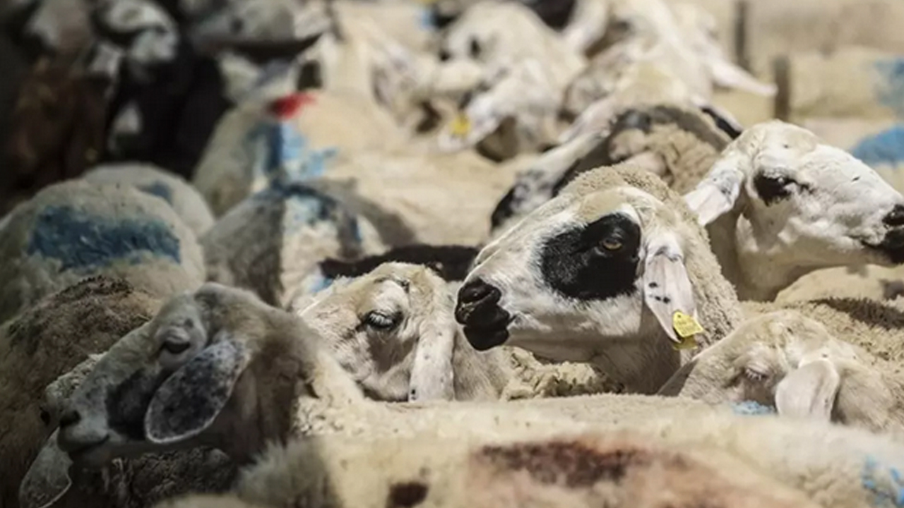 Foto - Türkiye tüm Avrupa ülkelerini solladı! İspanya, Fransa, Yunanistan geride kaldı...